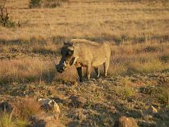 090516_Pilanesberg 326